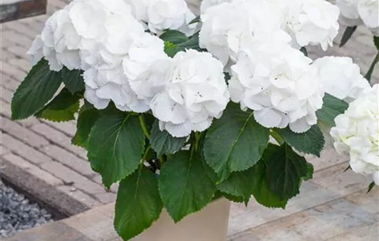 Hydrangea macrophylla 'Schneeball'(s)