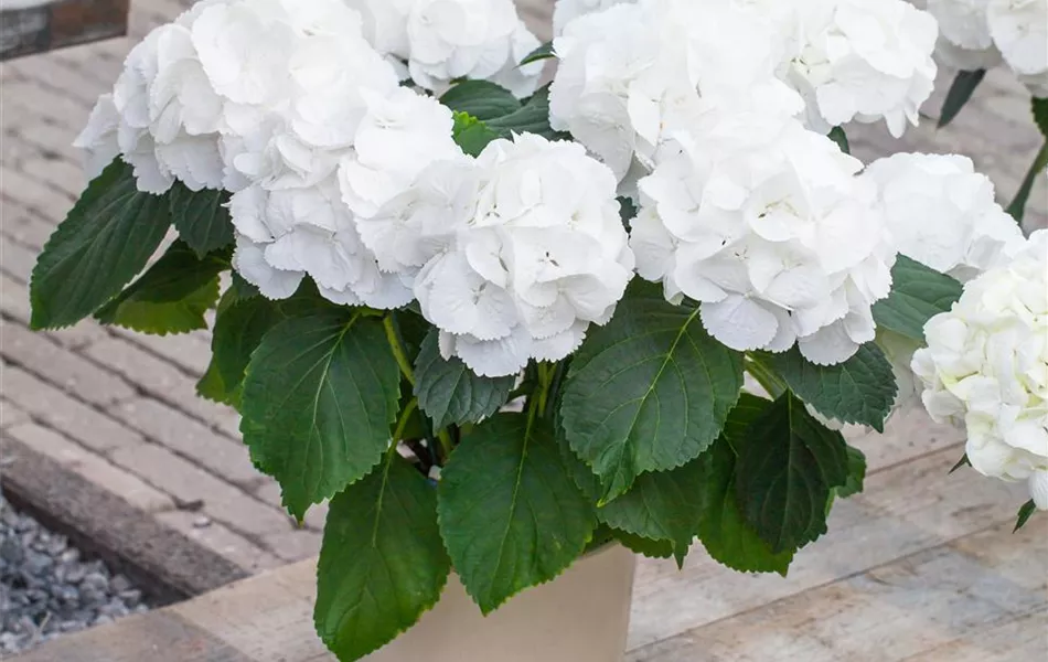 Hydrangea macrophylla 'Schneeball'(s) Hydrangea macrophylla 'Schneeball'(s)