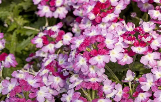 Verbena 'Wicked Hot Pink'