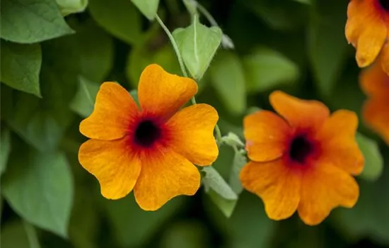 Thunbergia alata, orange