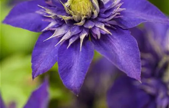 Clematis 'The President'®