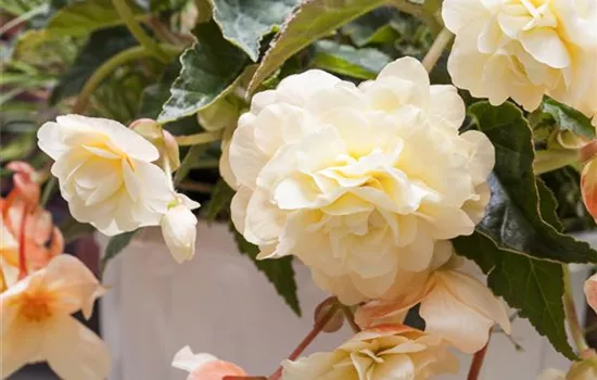 Begonia 'Chardonnay'(s)