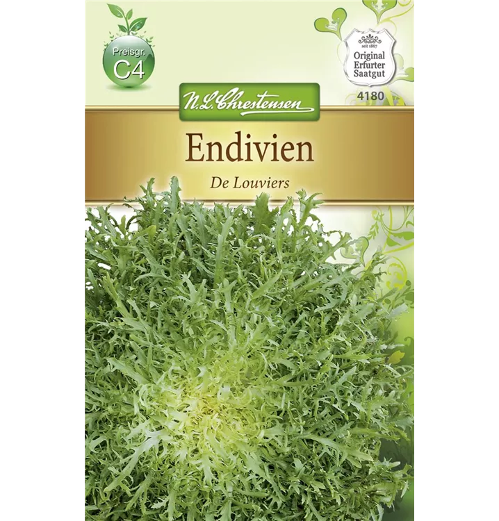 Cichorium endivia 'De Louviers'