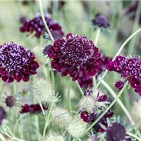 Scabiosa atropurpurea