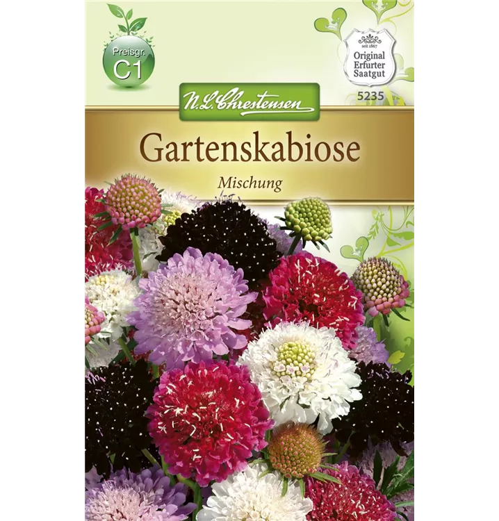 Scabiosa atropurpurea