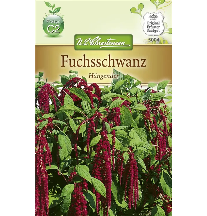 Amaranthus caudatus, rot