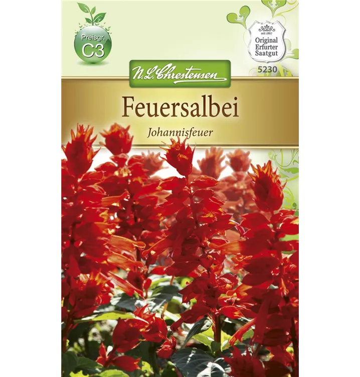 Salvia splendens 'Johannisfeuer'