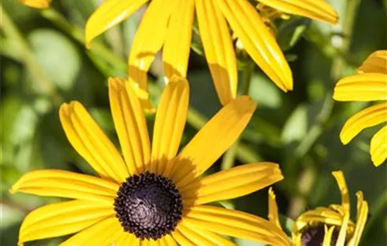 Rudbeckia fulgida var. sullivantii 'Goldsturm'