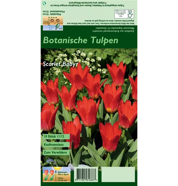 Tulipa kaufmanniana 'Scarlet Baby'