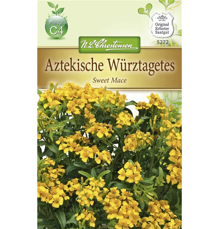 Tagetes lucida 'Sweet Mace'