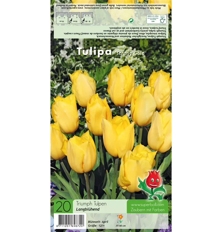 Tulipa 'Strong Gold'