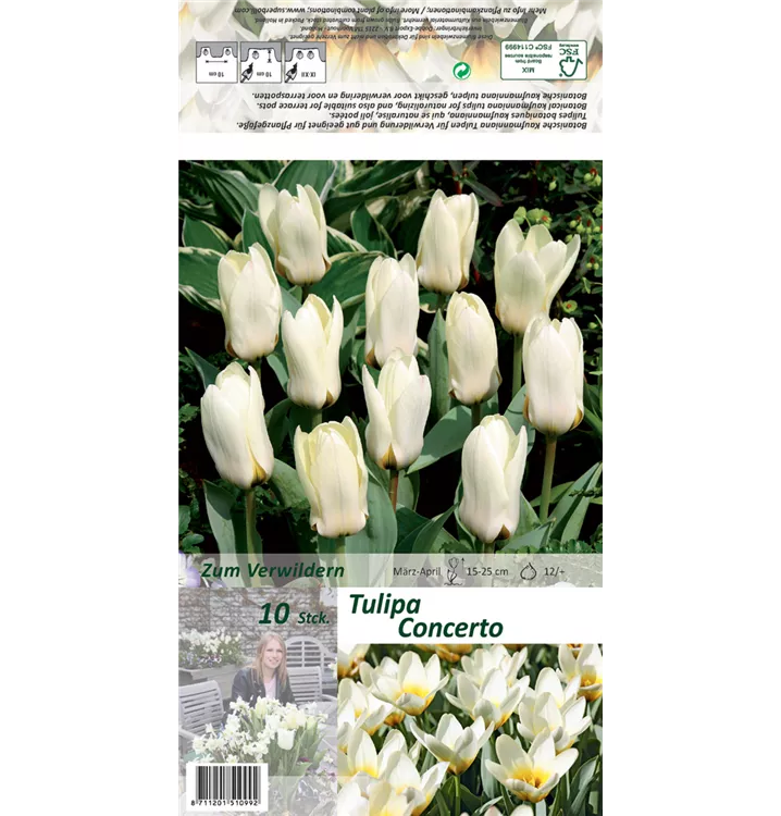 Tulipa fosteriana 'Concerto'