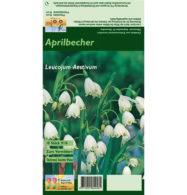 Leucojum aestivum