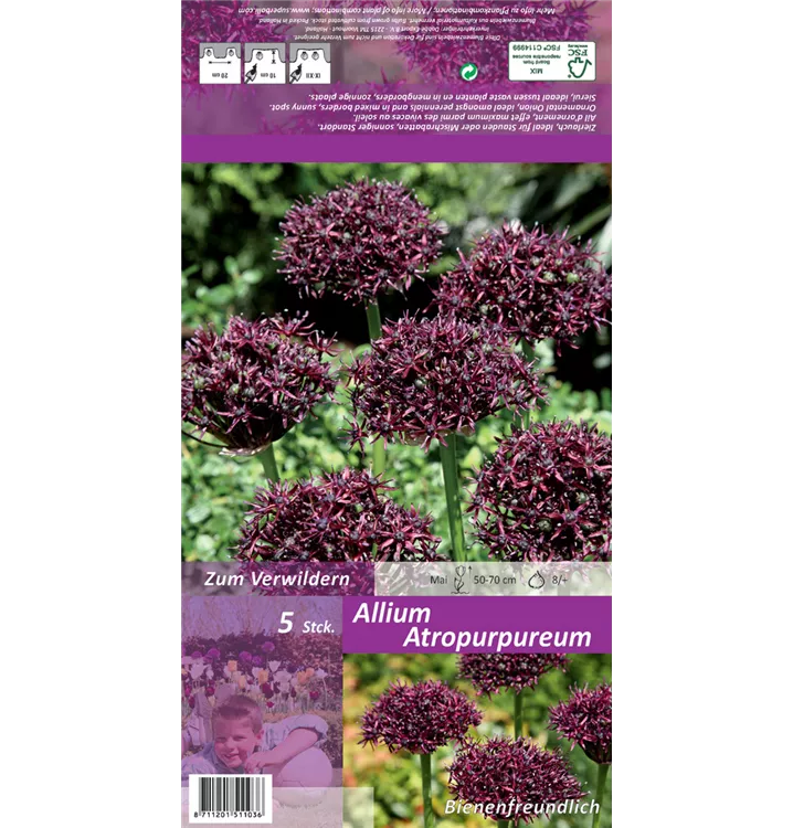 Allium atropurpureum