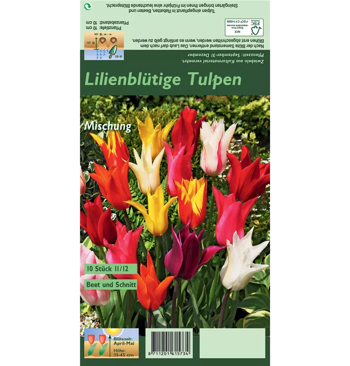 Tulipa lilienblütig