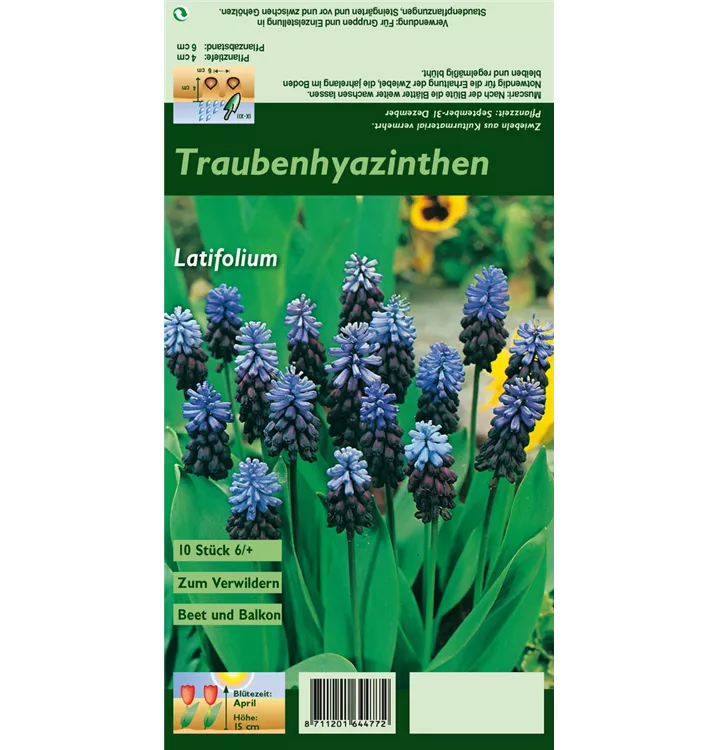 Muscari latifolium