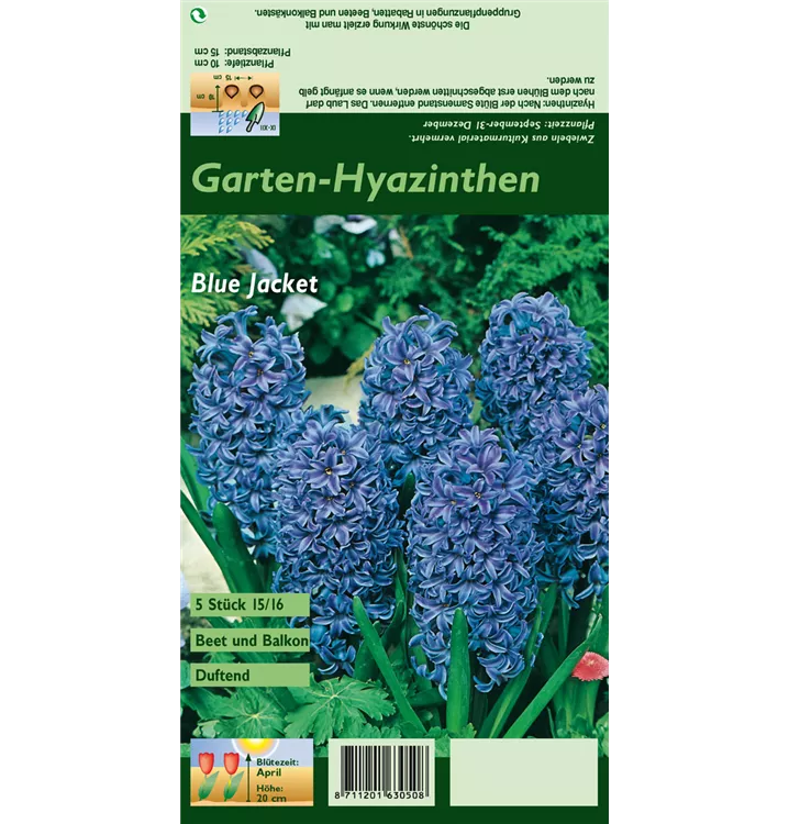 Hyacinthus orientalis 'Blue Jacket'