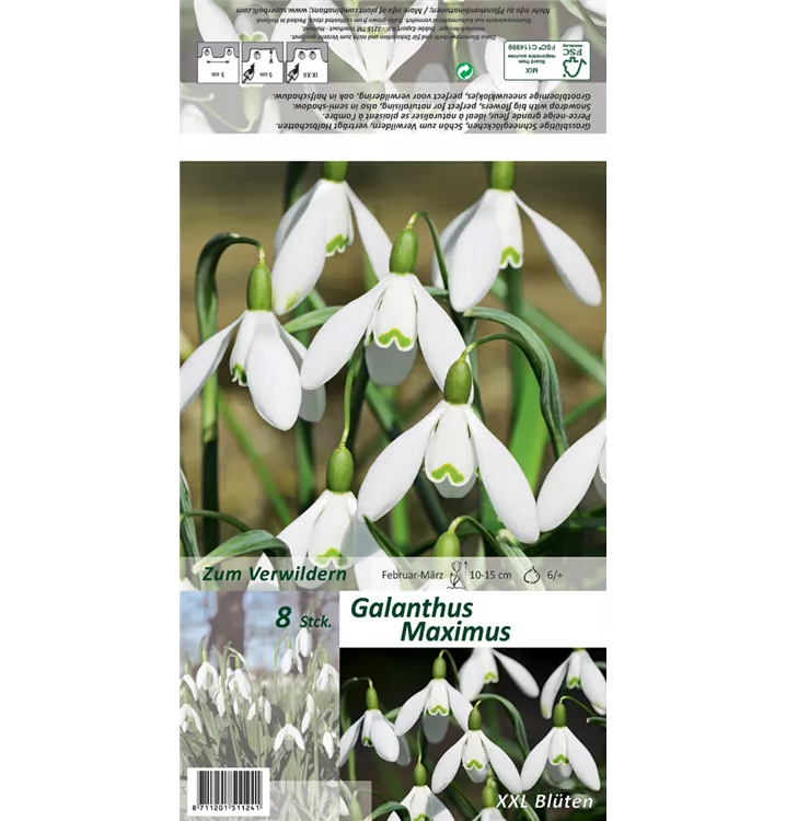 Galanthus nivalis 'Maximus'