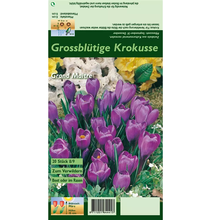 Crocus vernus 'Grand Maitre'