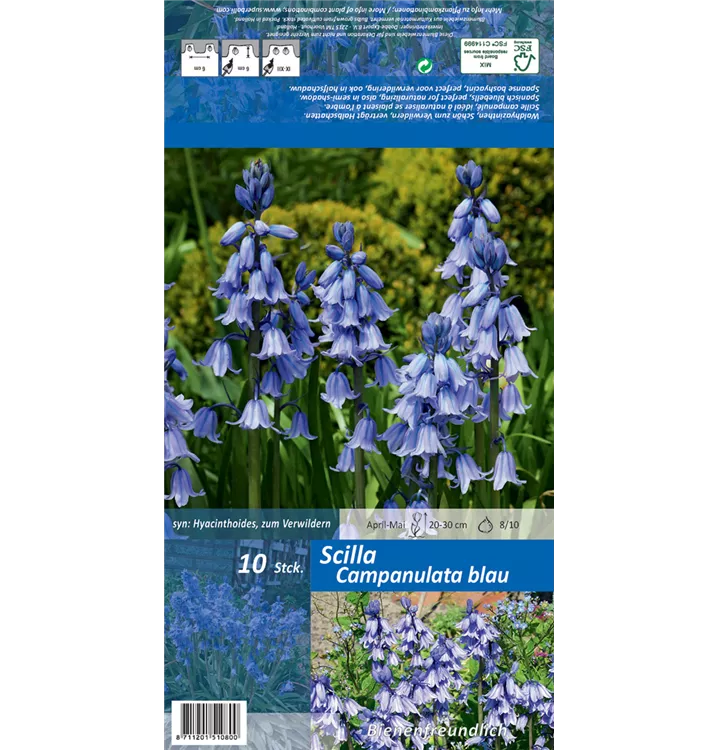 Hyacinthoides hispanica, blau