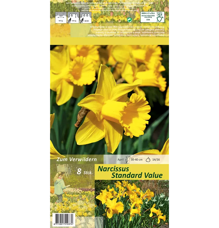 Narcissus 'Standard Value'