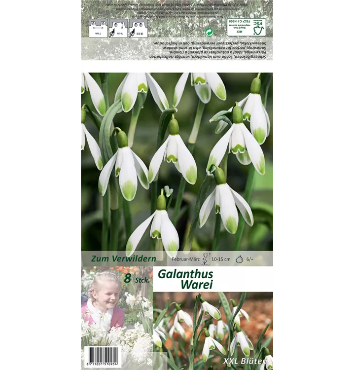 Galanthus nivalis 'Warei'