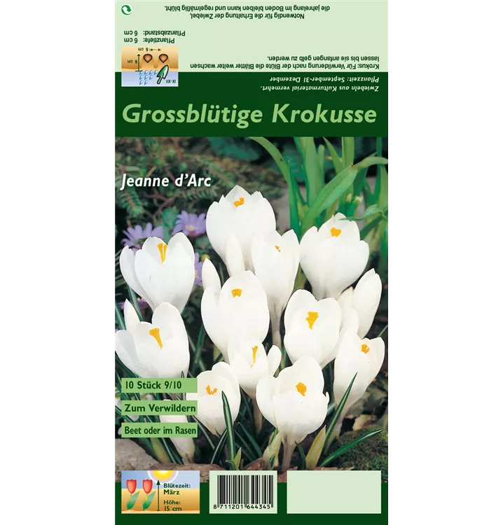 Crocus vernus 'Jeanne d´Arc'