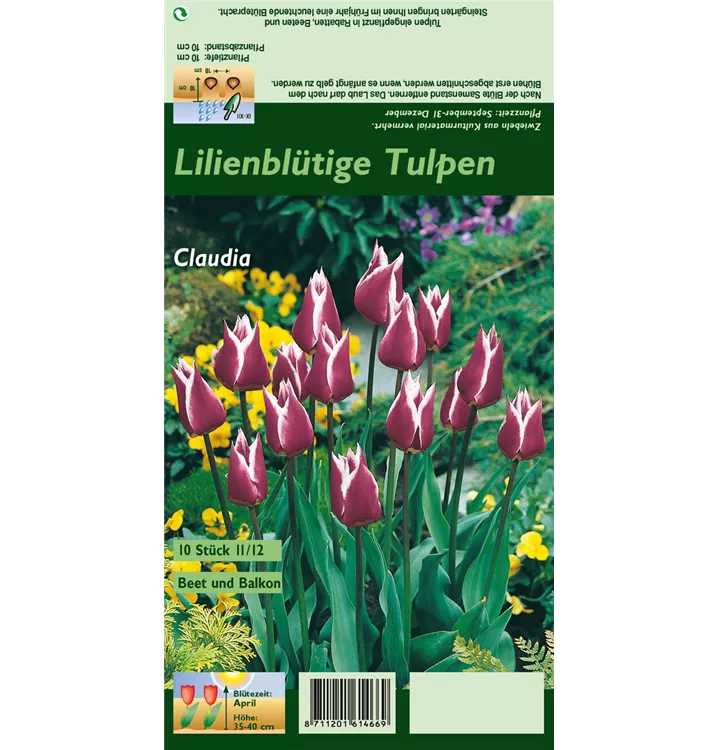 Tulipa 'Claudia'