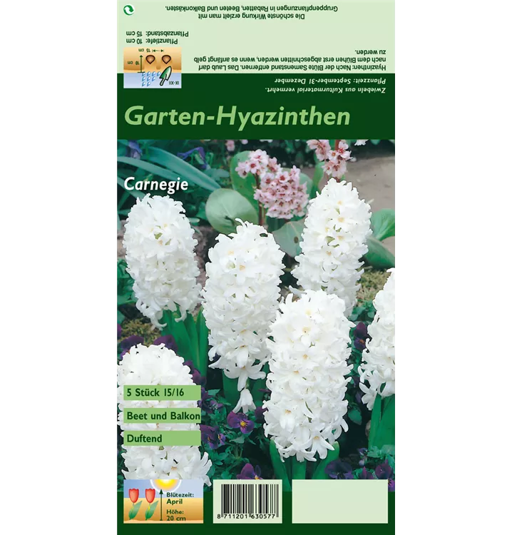 Hyacinthus orientalis 'Carnegie'