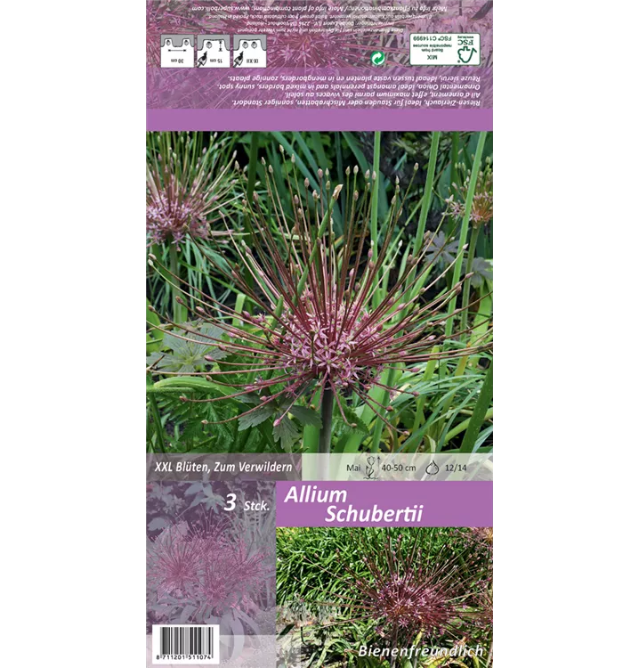 Allium schubertii