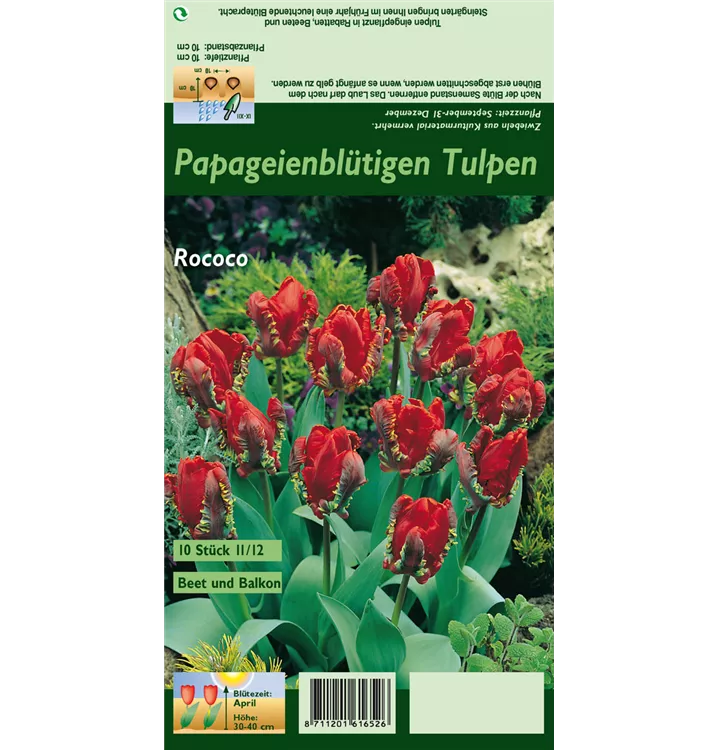 Tulipa 'Rococo'