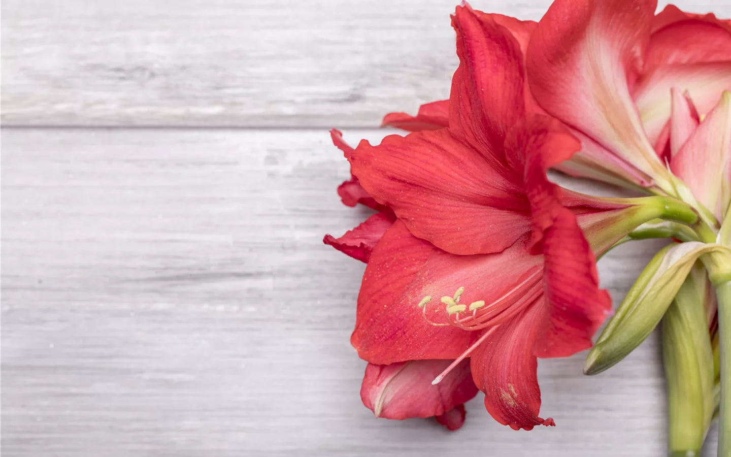 Amaryllis