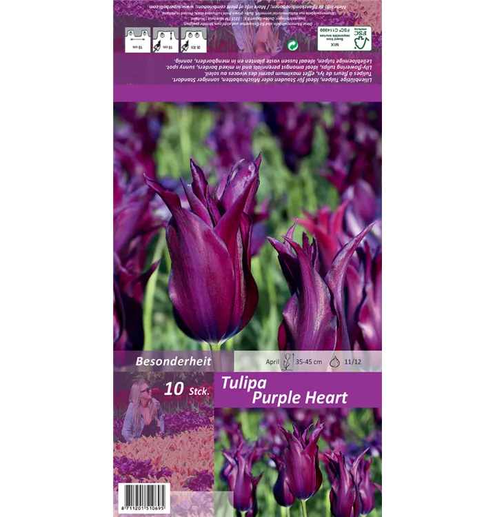 Tulipa 'Purple Heart'