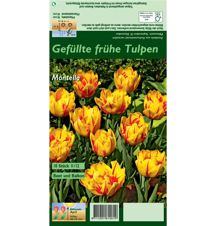 Tulipa 'Monsella'