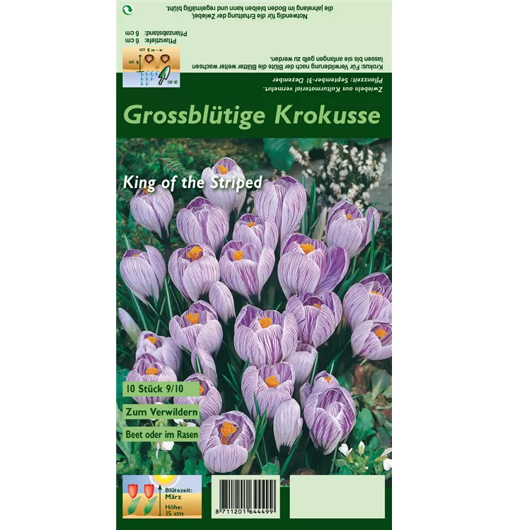 Crocus vernus 'King of the Striped'