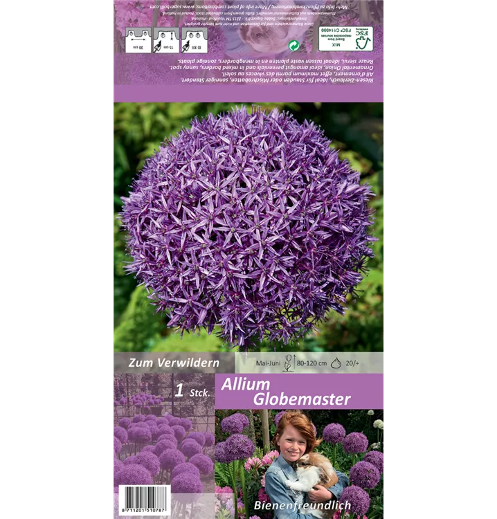 Allium 'Globemaster'