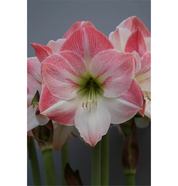 Hippeastrum 'Apple Blossom'