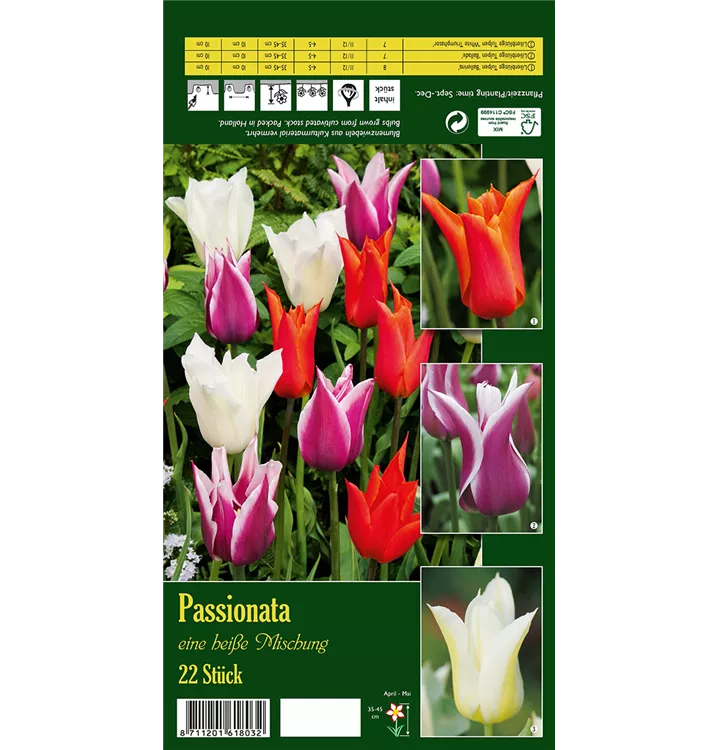 Tulipa lilienblütig 'Passionata'