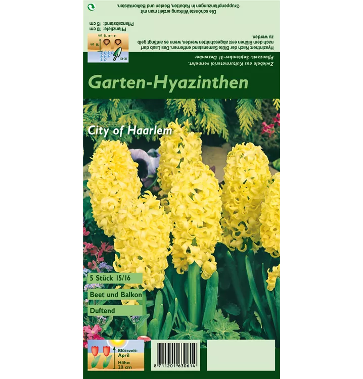 Hyacinthus orientalis 'City of Haarlem'