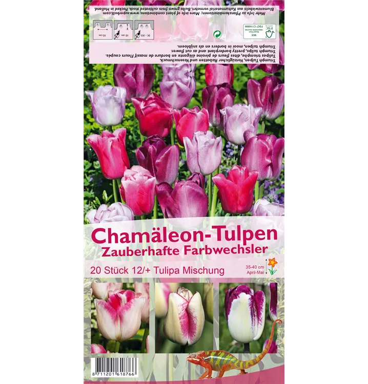 Tulipa 'Chamäleon Mischung'