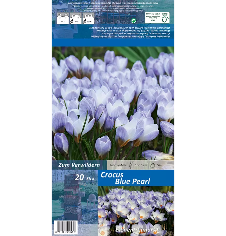 Crocus chrysanthus 'Blue Pearl'