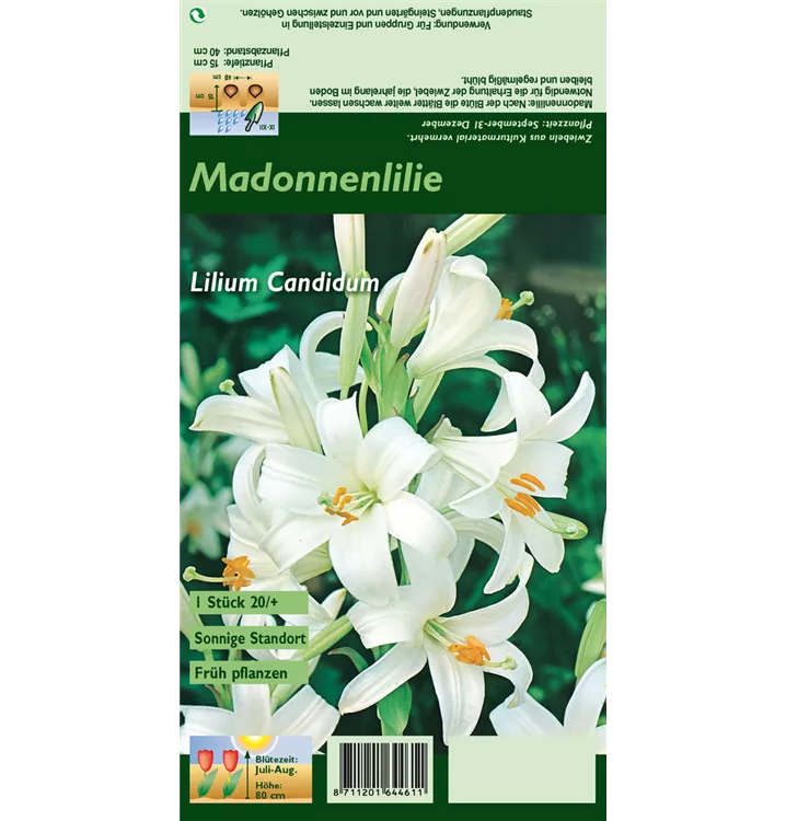 Lilium candidum