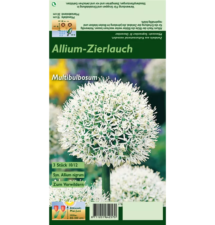 Allium nigrum