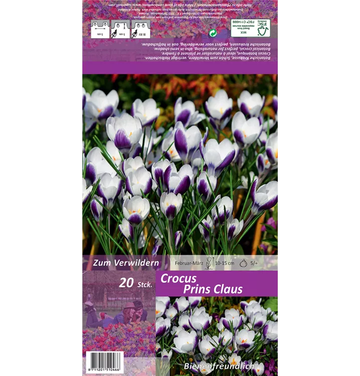 Crocus chrysanthus 'Prins Claus'