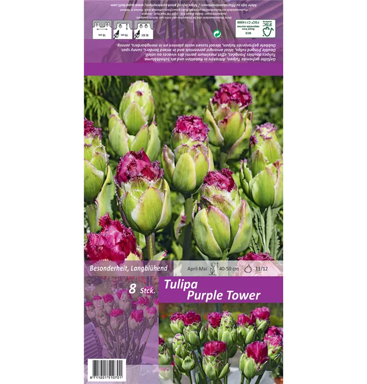 Tulipa 'Purple Tower'