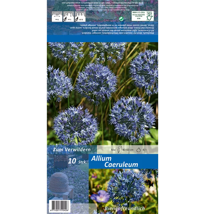 Allium caeruleum