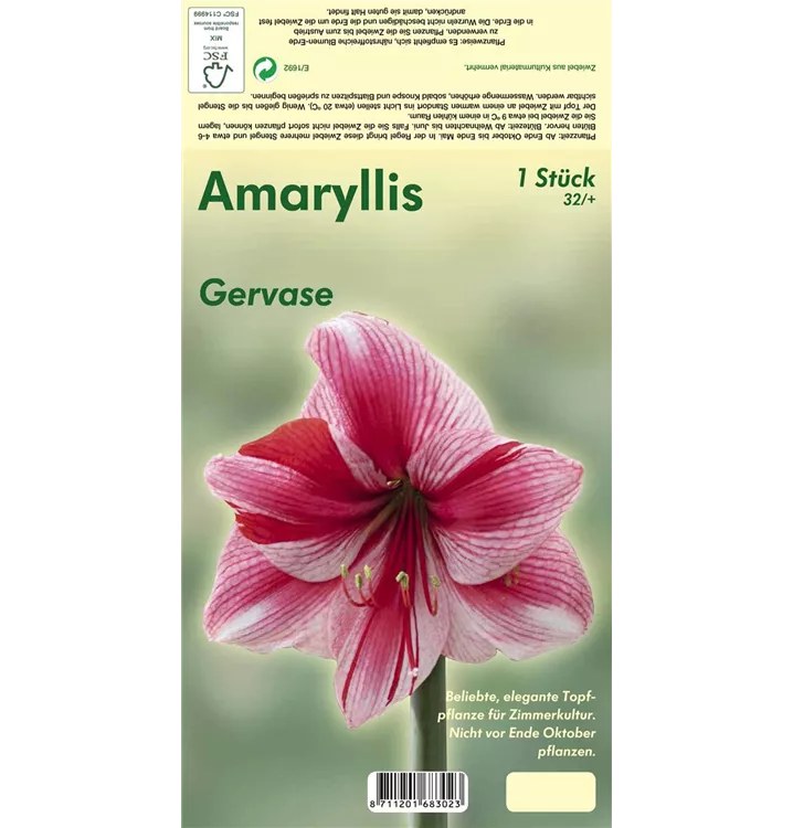 Hippeastrum 'Gervase'