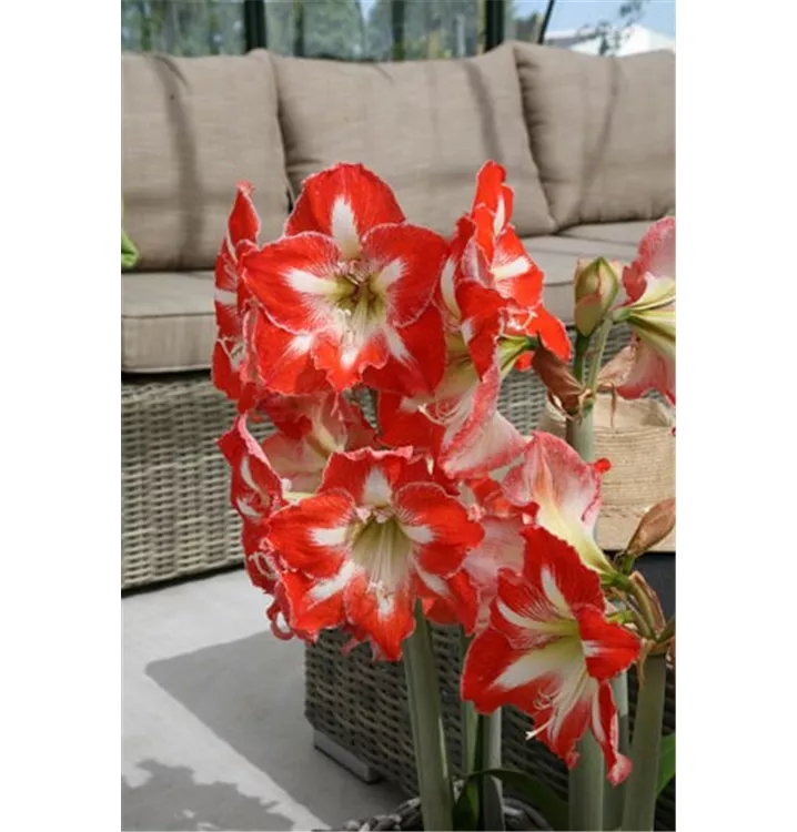 Hippeastrum 'Minerva'