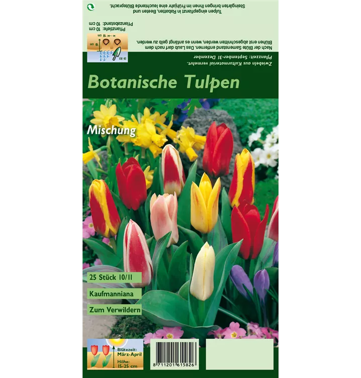 Tulipa kaufmanniana