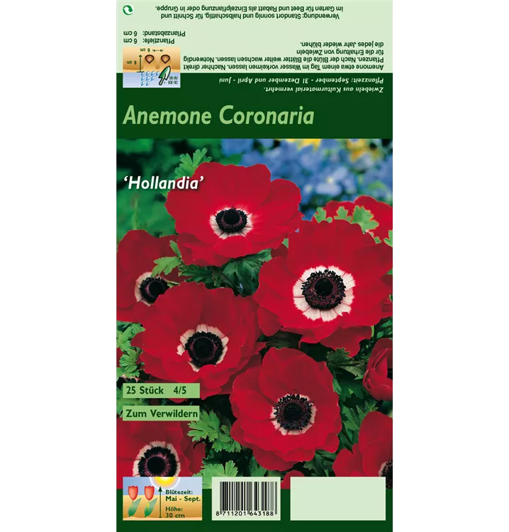 Anemone coronaria 'De Caen Hollandia'